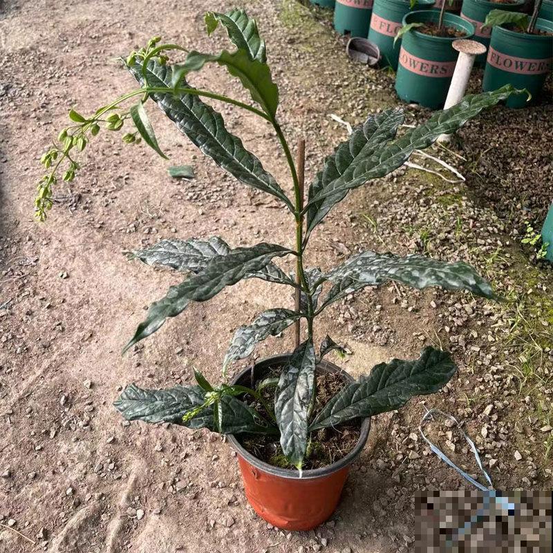 垂丝茉莉要想早点开花，注意这3点，一两年苗也能开花