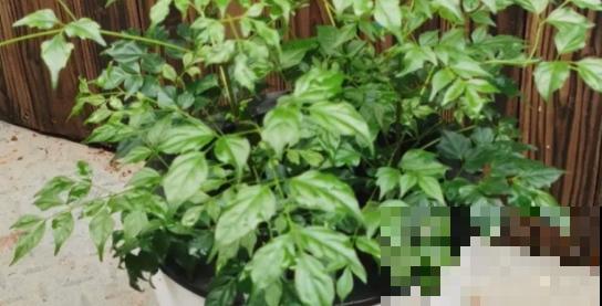 幸福树买回家,叶子卷成“自来卷”,究竟是为啥 幸福树买回家,叶子卷成“自来卷”,究竟是为啥