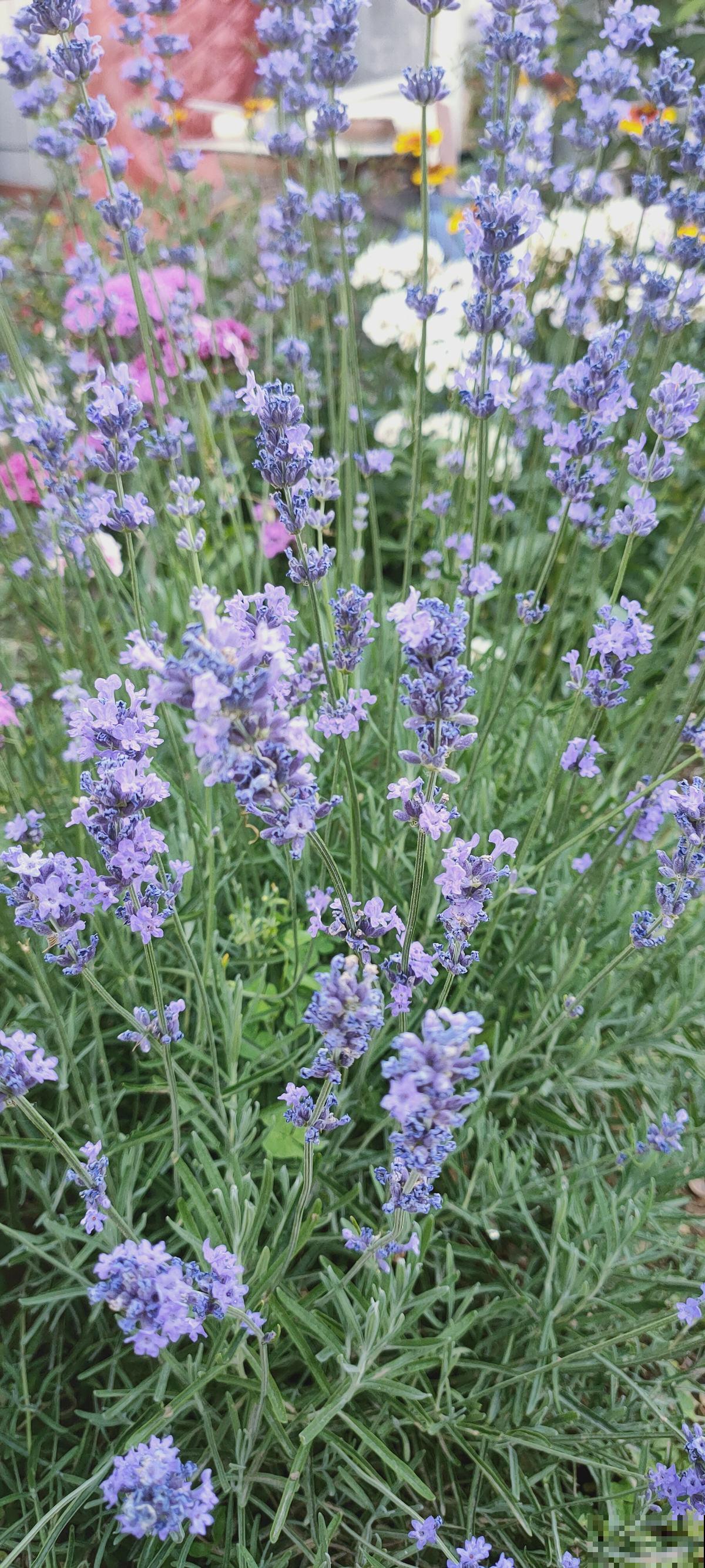 按色系分类的搭配技巧，庭院养花最受用