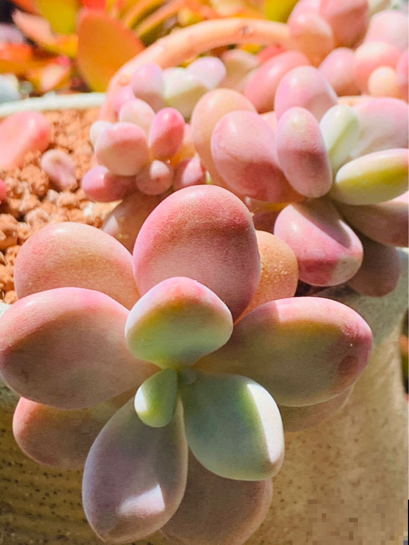 3种多肉色彩相当丰富，漂亮又好养，分分钟治愈你的心