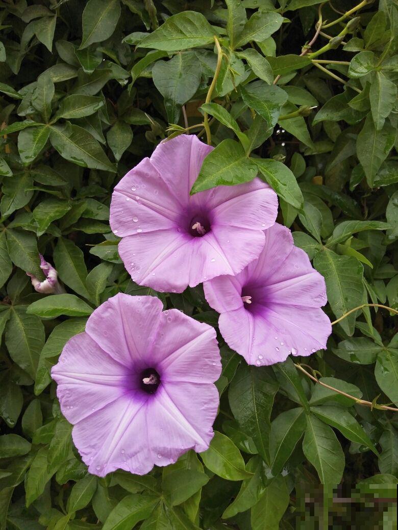 4种“入侵植物”，千万别在家里养，除都除不净，真令人头疼