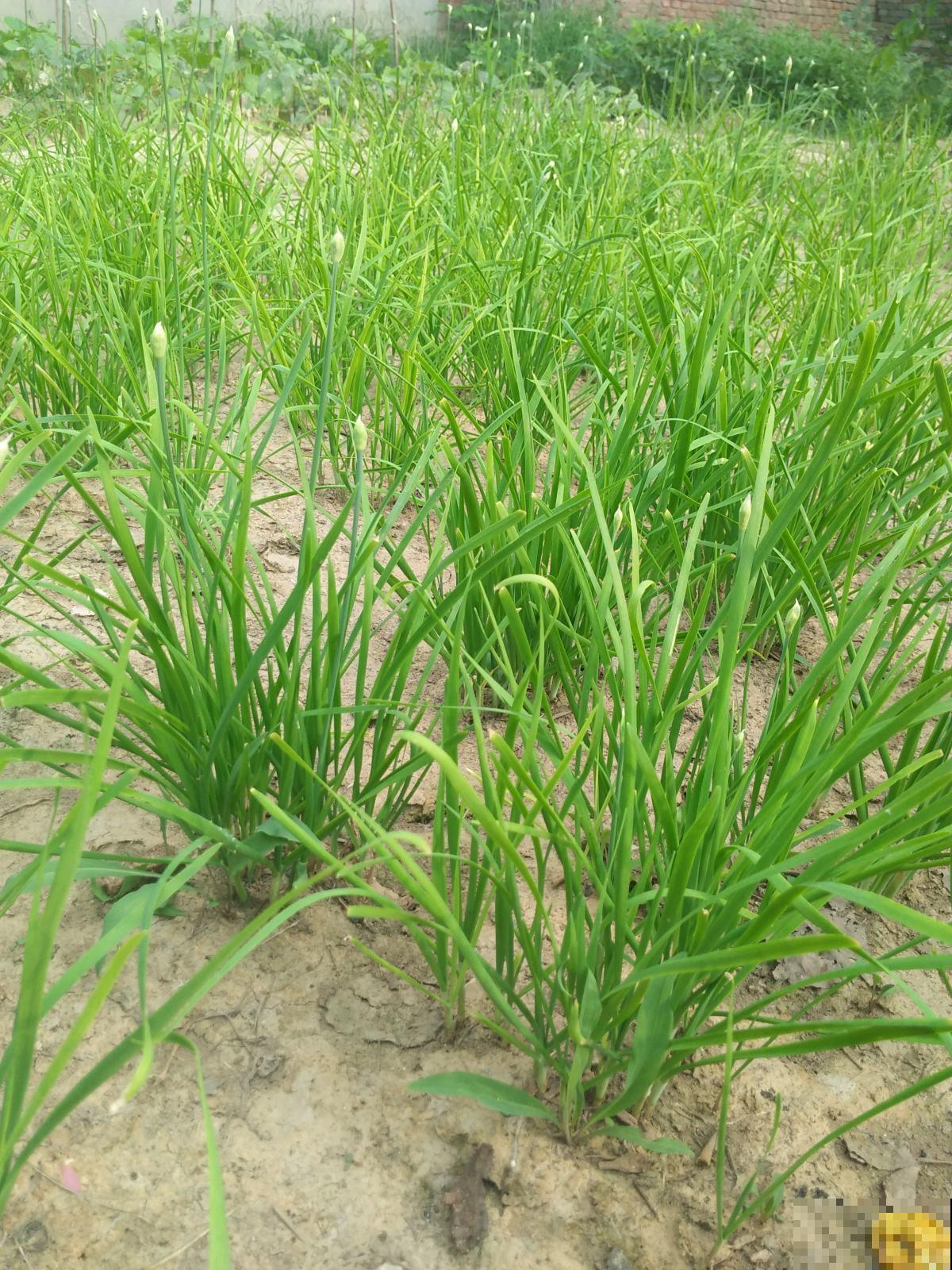 春天必吃的6种野菜,鲜味飘满屋,错过要再等一年 春天必吃的6种野菜,鲜味飘满屋,错过要再等一年