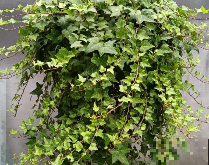 养花大神常说的“假植苗”，究竟是什么意思？