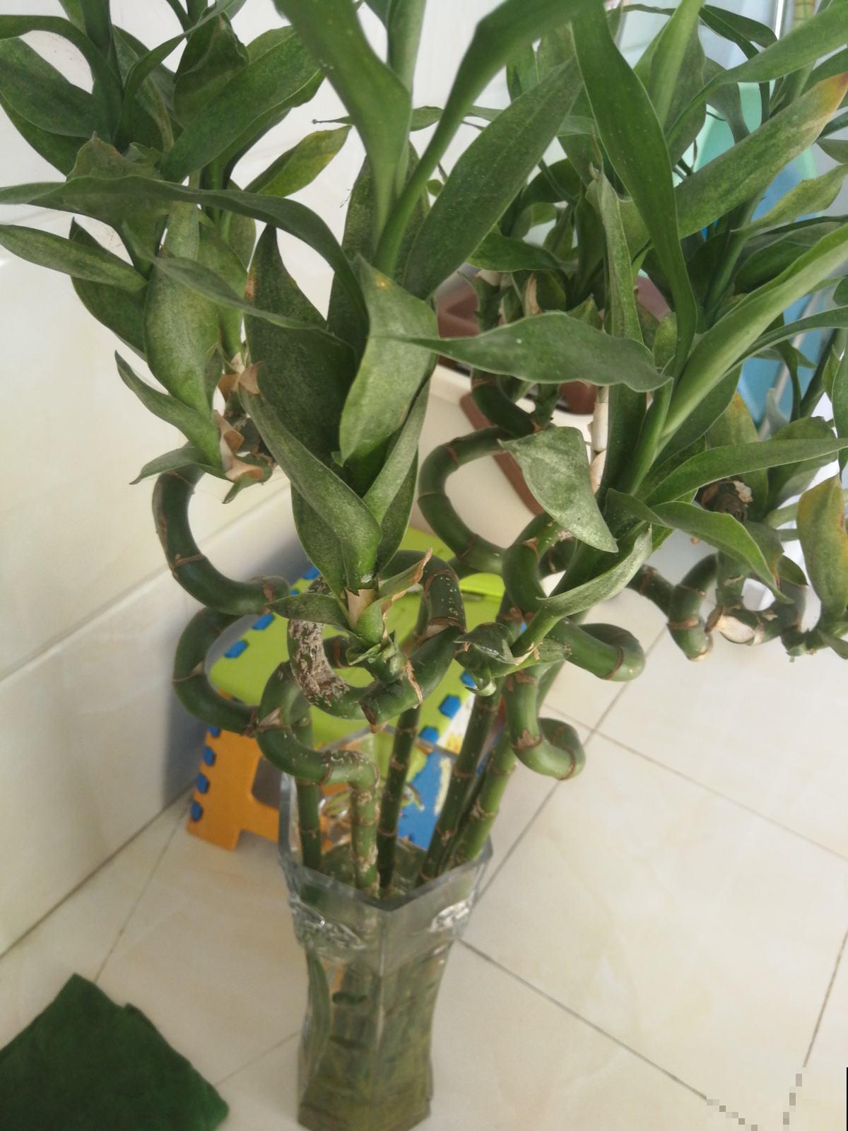 这6种植物，立春之后迅速生长，家里养一盆能带财运