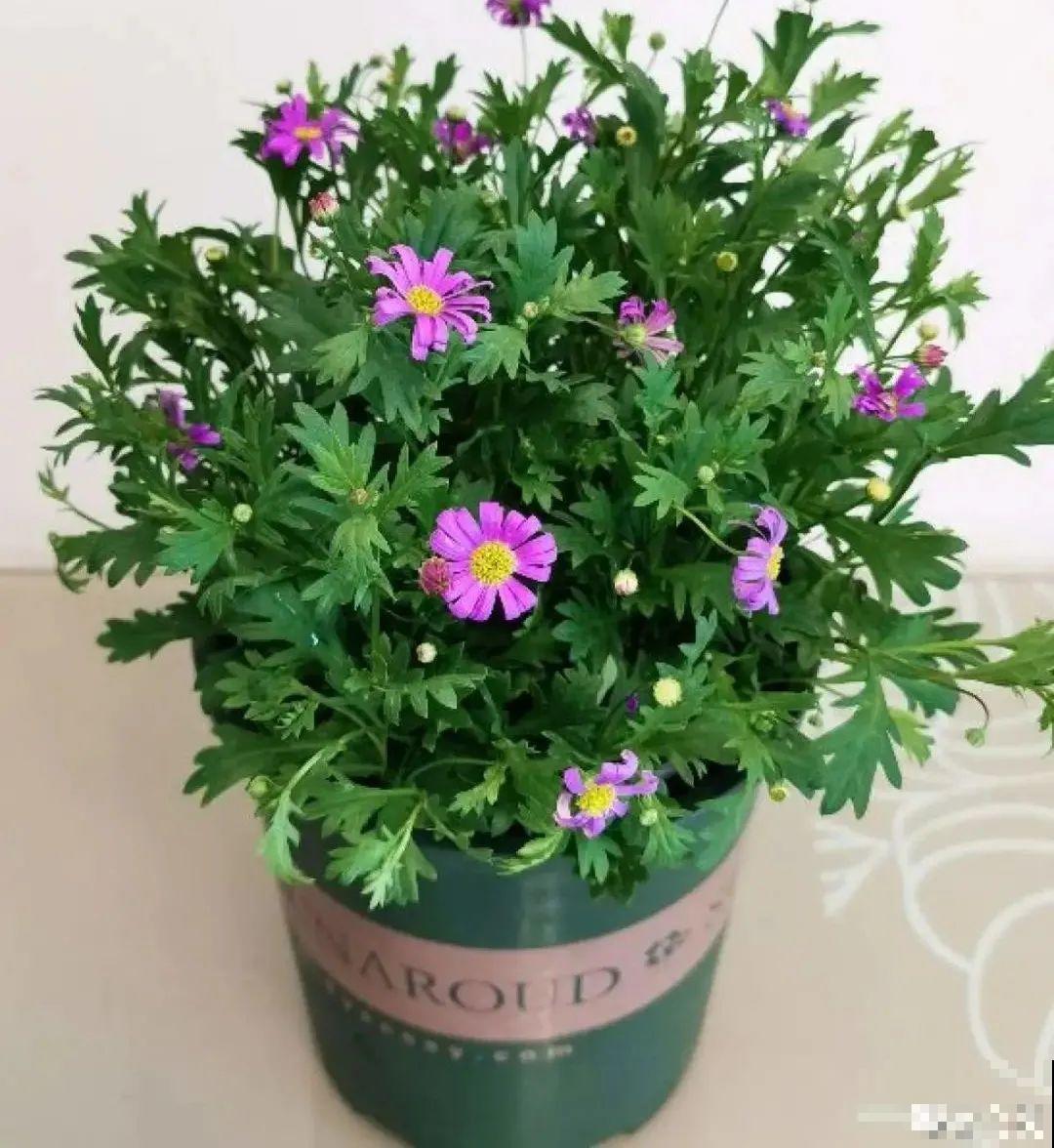 草花中的“小霸王”,耐热耐寒耐阴,开花能开大半年! 草花中的“小霸王”,耐热耐寒耐阴,开花能开大半年!