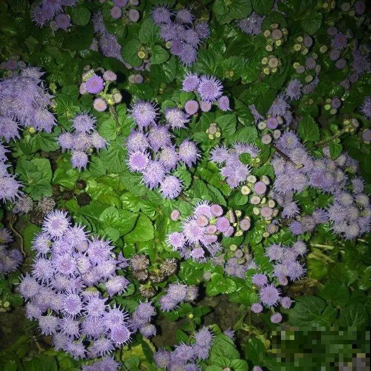 50种花春天播种,长满小院子,能开一整年 50种花春天播种,长满小院子,能开一整年