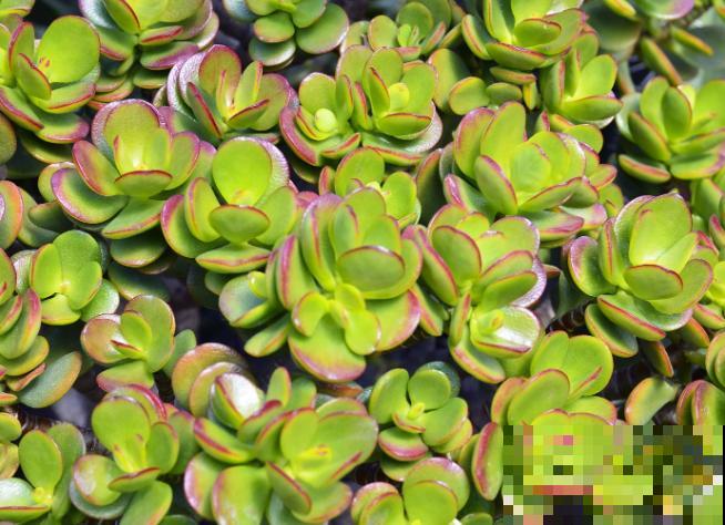 5种树寓意积极向上,家里种1棵,有富贵吉祥好兆头 5种树寓意积极向上,家里种1棵,有富贵吉祥好兆头