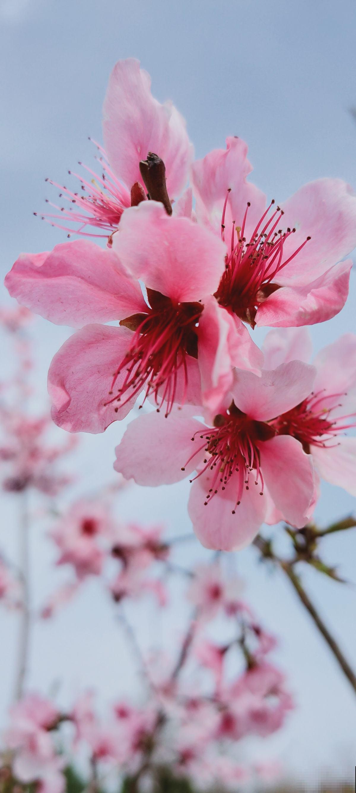 4种“女人花”,爆花容易还能吃,养出好气色 4种“女人花”,爆花容易还能吃,养出好气色