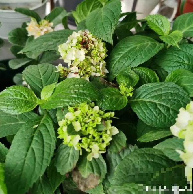 三伏天,花草难度夏,有问题来问我吧! 三伏天,花草难度夏,有问题来问我吧!