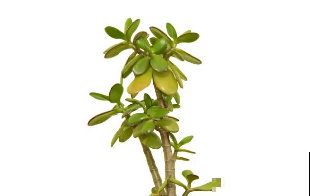 玉树叶子长黑斑,大概率是4个原因,赶紧剪掉还有救 玉树叶子长黑斑,大概率是4个原因,赶紧剪掉还有救