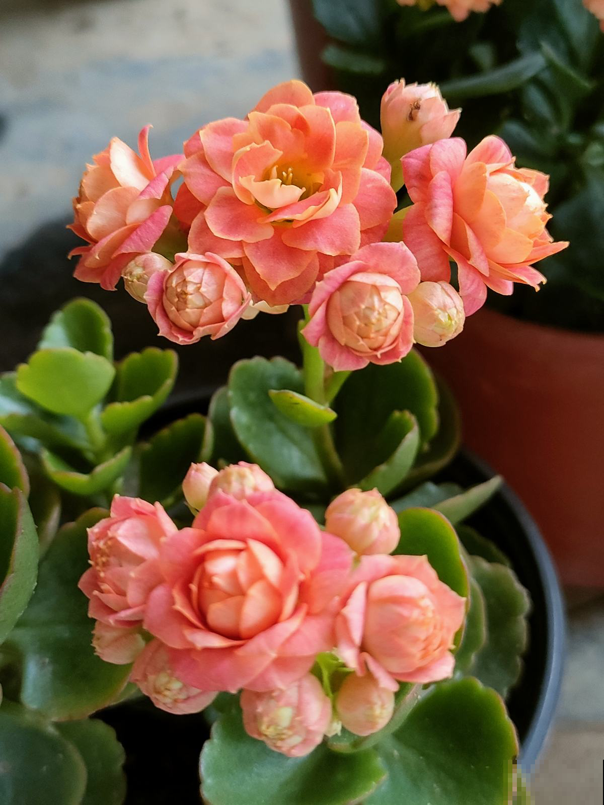 你的爱情是什么样子，从养花中就能看出来