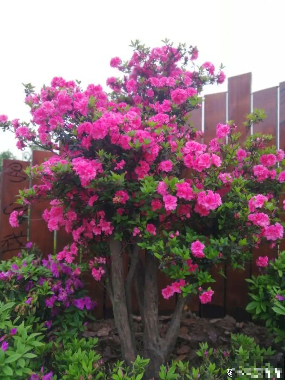 大花蕙兰太贵,掉个花苞都心疼,快来注意这3点! 大花蕙兰太贵,掉个花苞都心疼,快来注意这3点!