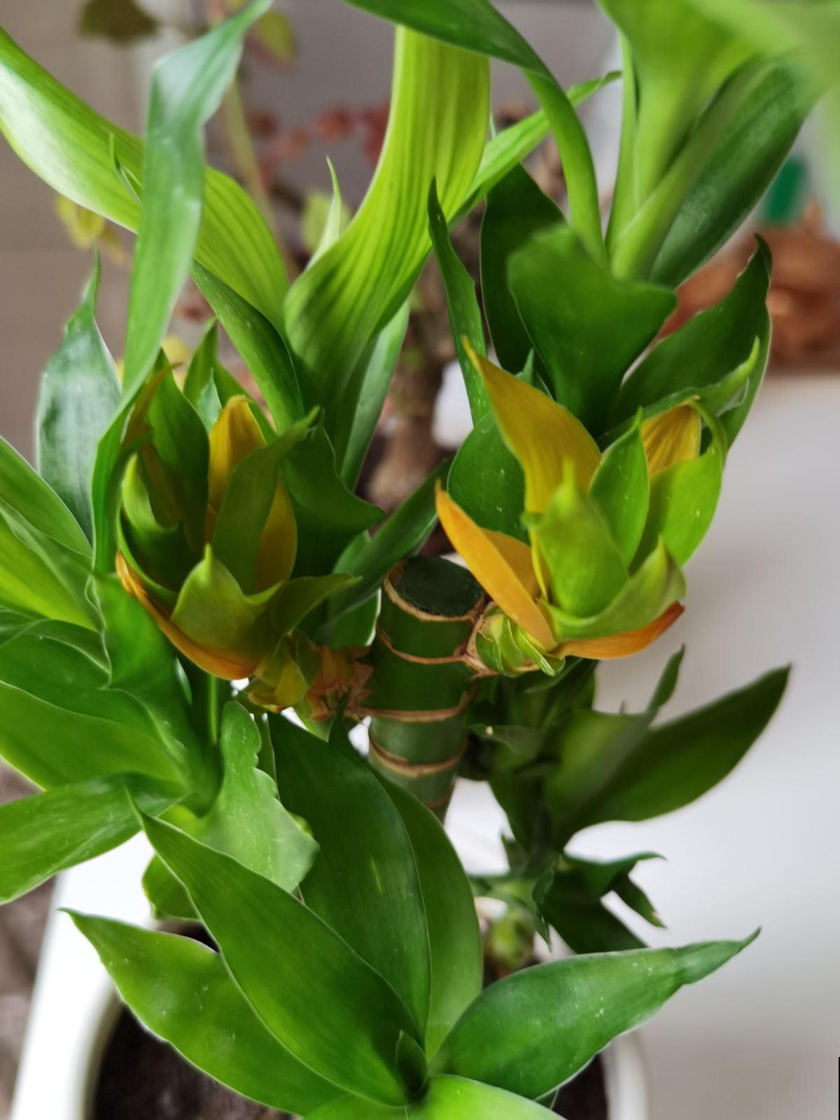 这4种花是老酒鬼,半个月喝一口酒,叶片又翠又绿 这4种花是老酒鬼,半个月喝一口酒,叶片又翠又绿