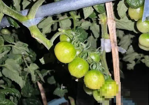 家里养盆圣女果,酸甜可口随意吃,新手也能养爆盆! 家里养盆圣女果,酸甜可口随意吃,新手也能养爆盆!