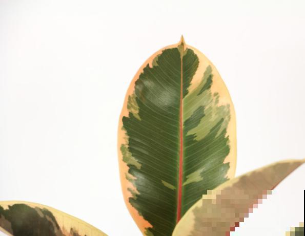 这种植物汁液有毒，在家养殖要小心，注意好养殖没问题