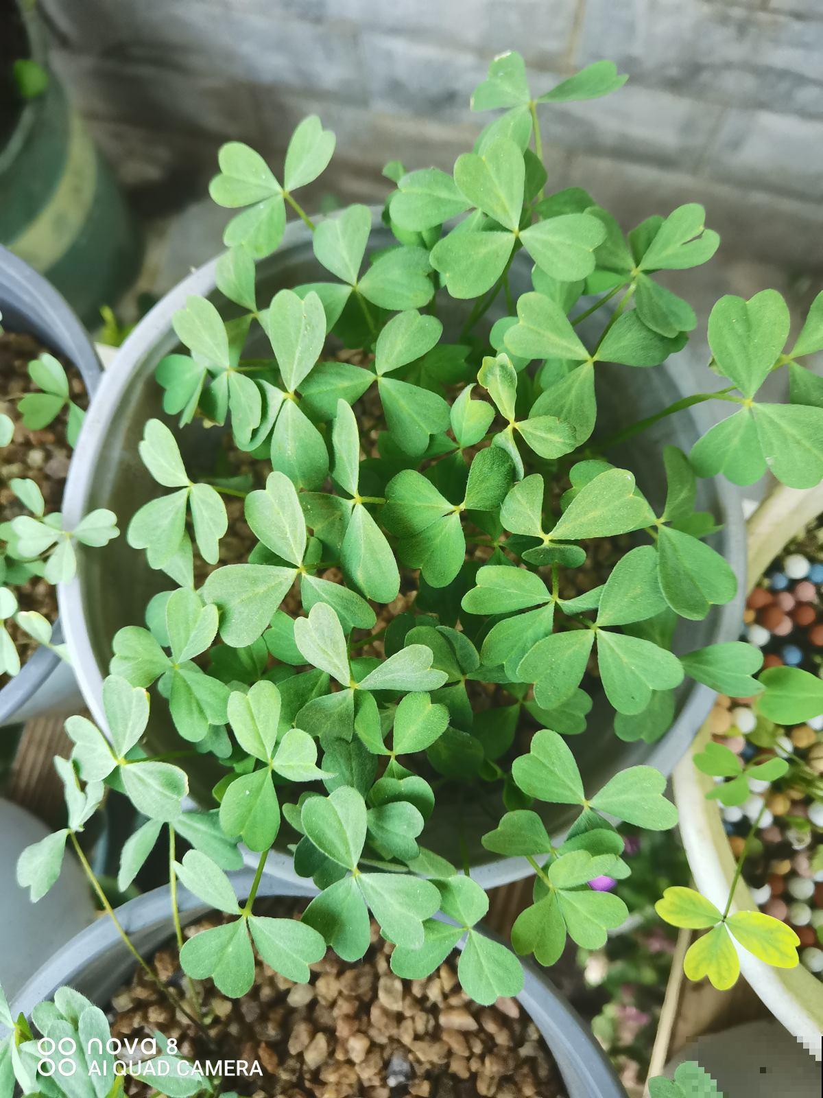 好看又好养的4种“种球花”,一年养出一窝崽,真壮观 好看又好养的4种“种球花”,一年养出一窝崽,真壮观