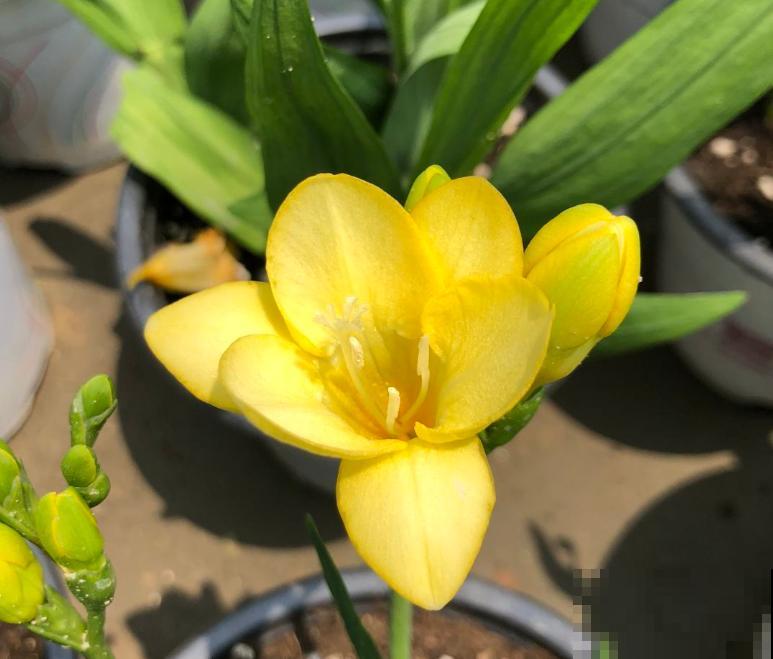 一个“蒜头”种土里，开出满盆香水花，满屋子都是香味