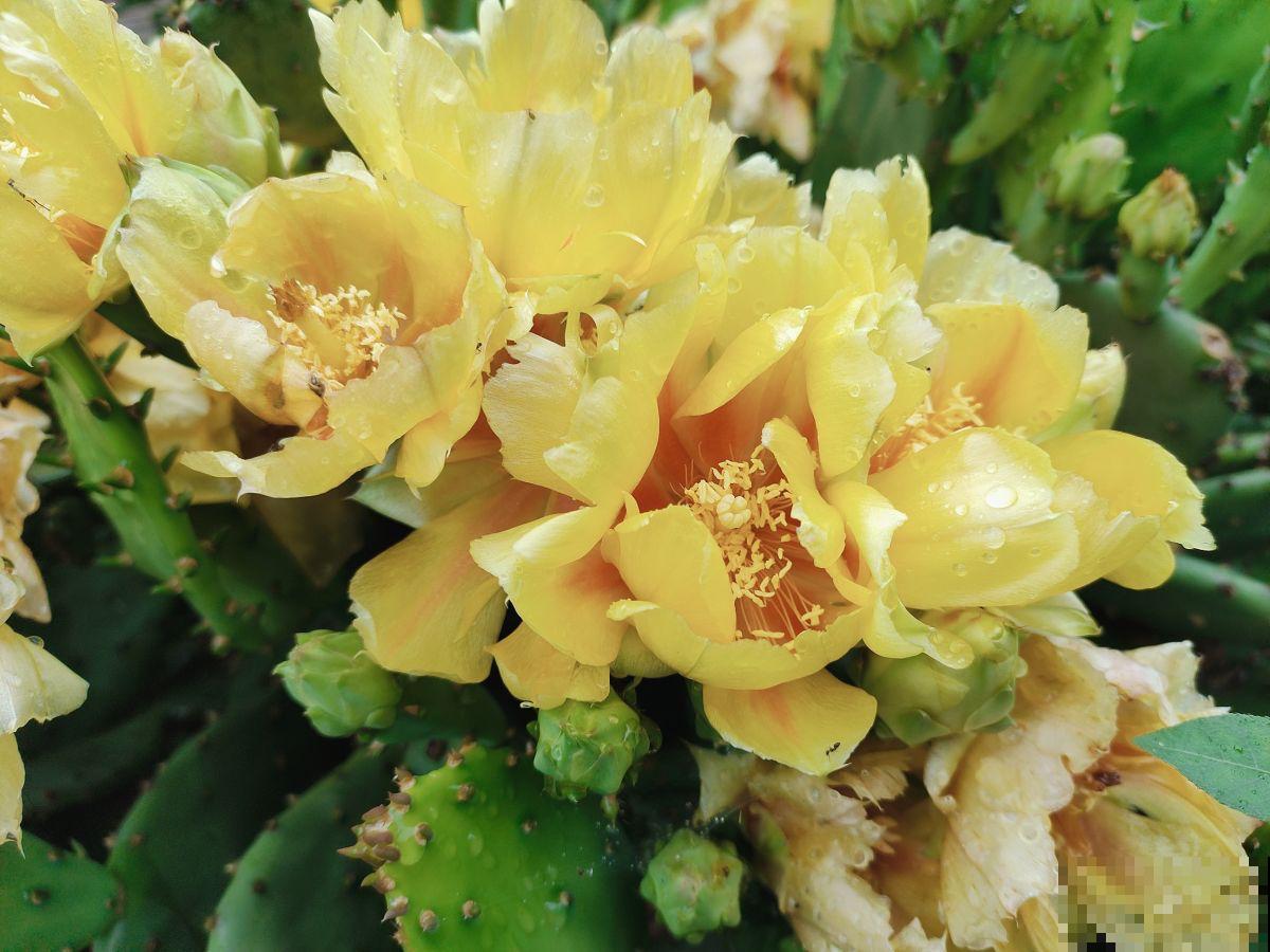 老祖宗说6种招财花，轻易不开花，一开花就预示“好运”