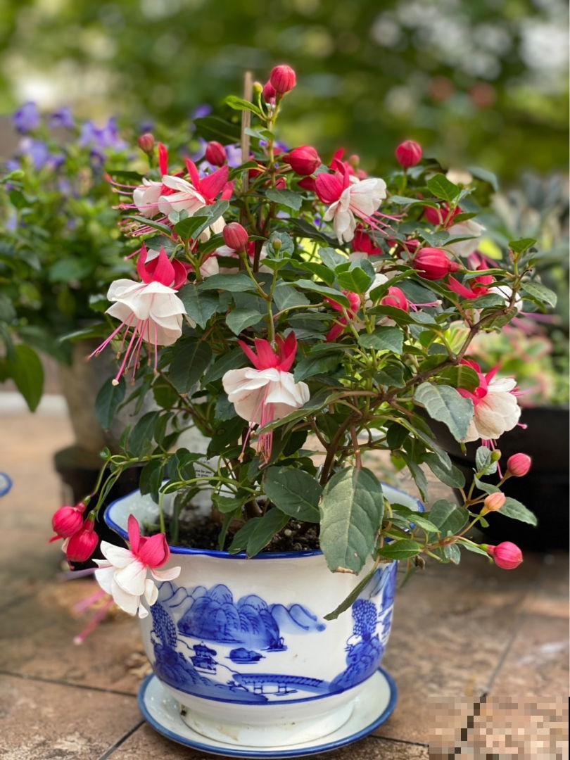 春天赶紧扦插5种花，开花多，尽显贵气