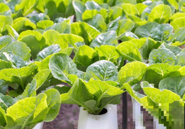 养殖白菜出现烂心，和这2点有关，及时喷药还有救