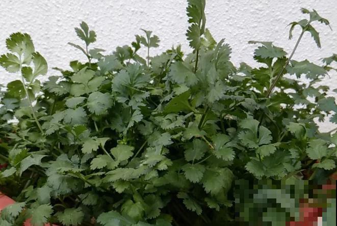 吃完的香菜根不要扔，记住这3步，轻松种植