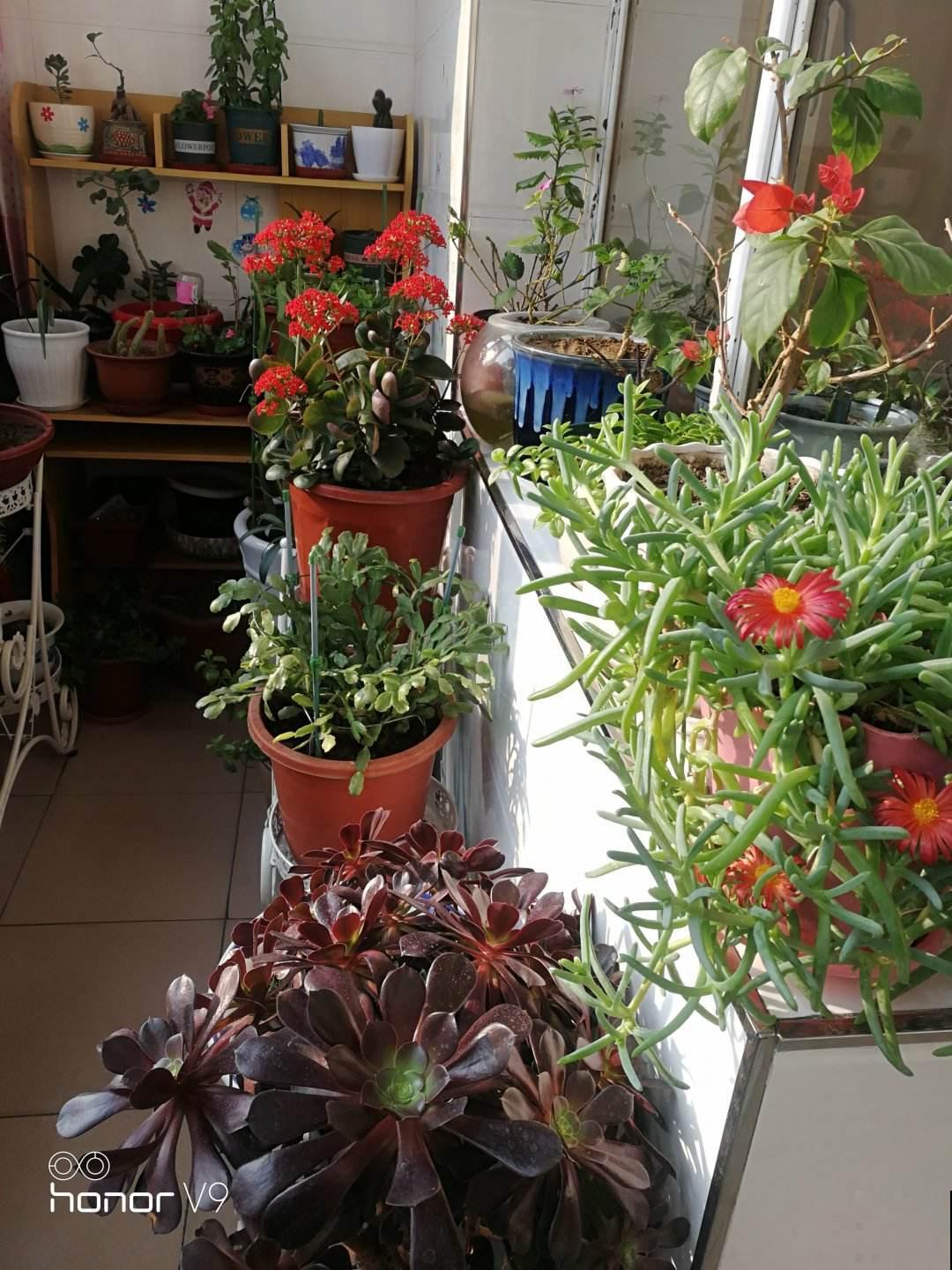 想在家里打造一个小花园，这6个方法要收藏，家里也变小花园