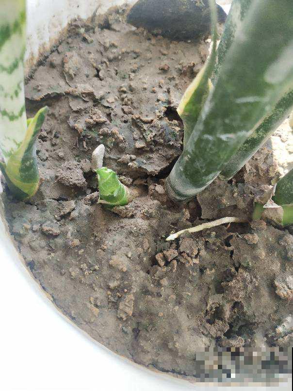 春天在家养虎皮兰,盆里撒一把“小豆豆”,叶子呼呼长满盆 春天在家养虎皮兰,盆里撒一把“小豆豆”,叶子呼呼长满盆