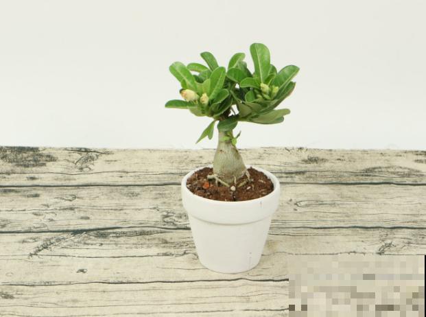 沙漠玫瑰黄叶，处理记住这4点，还有救