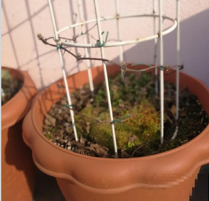 花园三剑客也要换盆,越冷长得越旺,明年呼呼开花 花园三剑客也要换盆,越冷长得越旺,明年呼呼开花