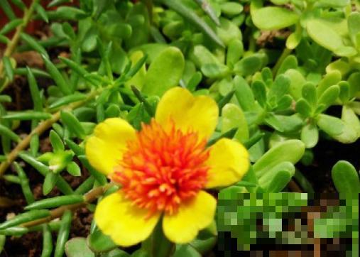 树马齿苋掉叶子，注意这4点，养殖再也不出问题