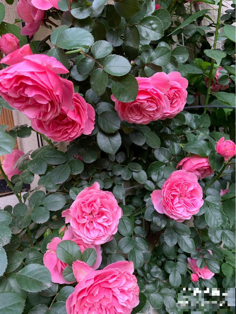 春天一到，10种常见月季，浓香又爆花，赶紧养起来