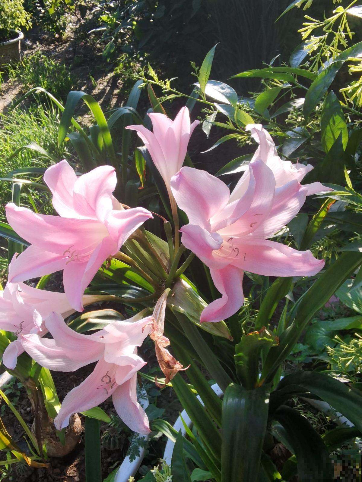 一个“蒜头”埋土里，呼呼长出大绿叶，开花比脸大，香飘满屋