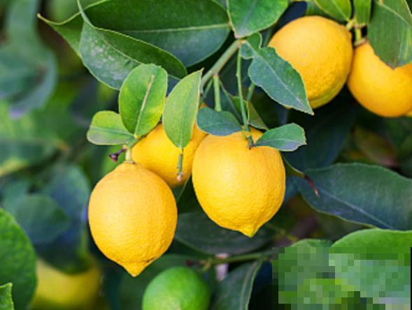 家里养殖柠檬树,记住这4个修剪时间,才能不影响结果 家里养殖柠檬树,记住这4个修剪时间,才能不影响结果