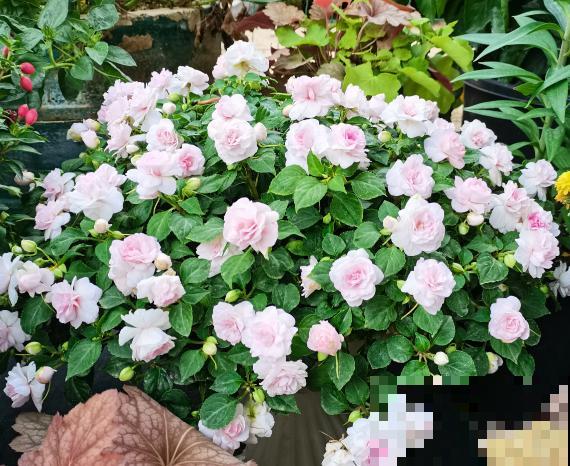 重瓣凤仙花要想爆盆，就要狠心掐个尖儿，才能呼呼开花不停