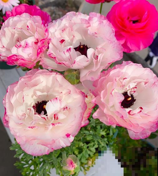 4种花太美丽，亲戚来拜年还以为是假花，忍不住上手摸