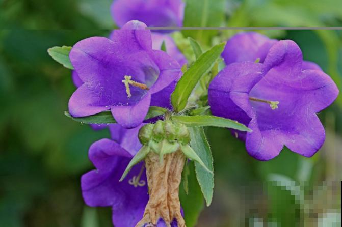 1种花长得像铃铛，满盆爆花不见叶，越养越上瘾