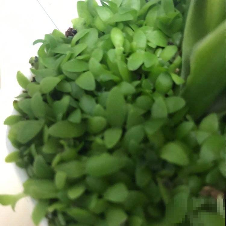 吃完的火龙果籽不要扔，种起来可以当小盆栽，简直不要太萌