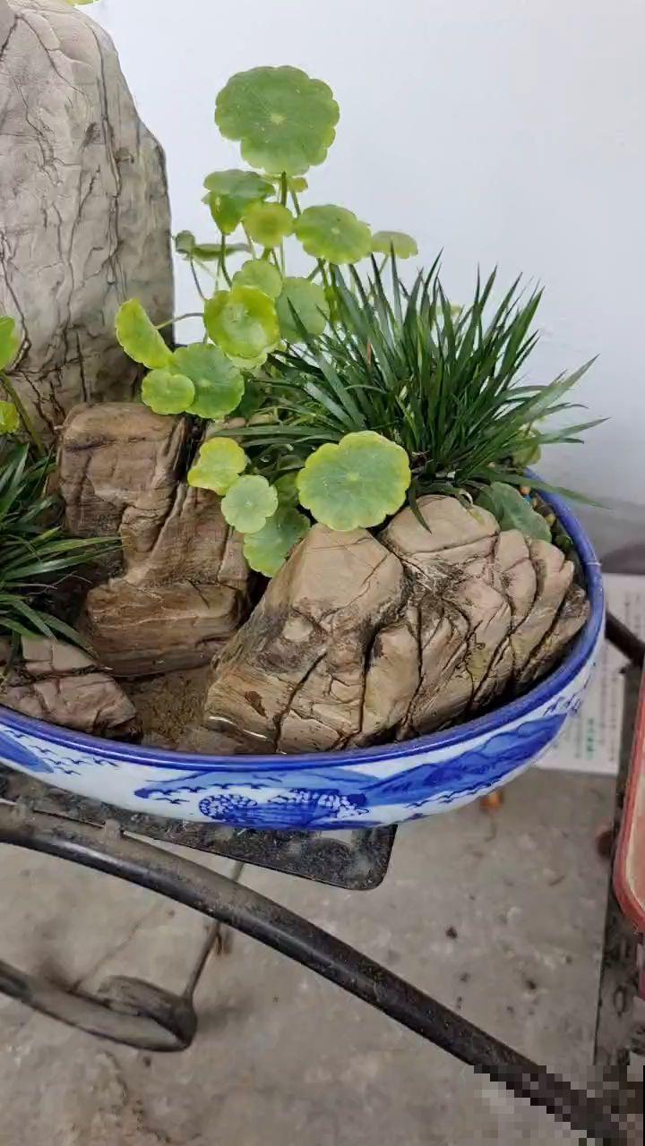 有品味的人,都爱养的4种花,在家养一盆有好兆头 有品味的人,都爱养的4种花,在家养一盆有好兆头