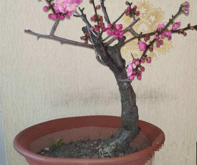 网购梅花老桩,上盆不要急,先看好这4步 网购梅花老桩,上盆不要急,先看好这4步