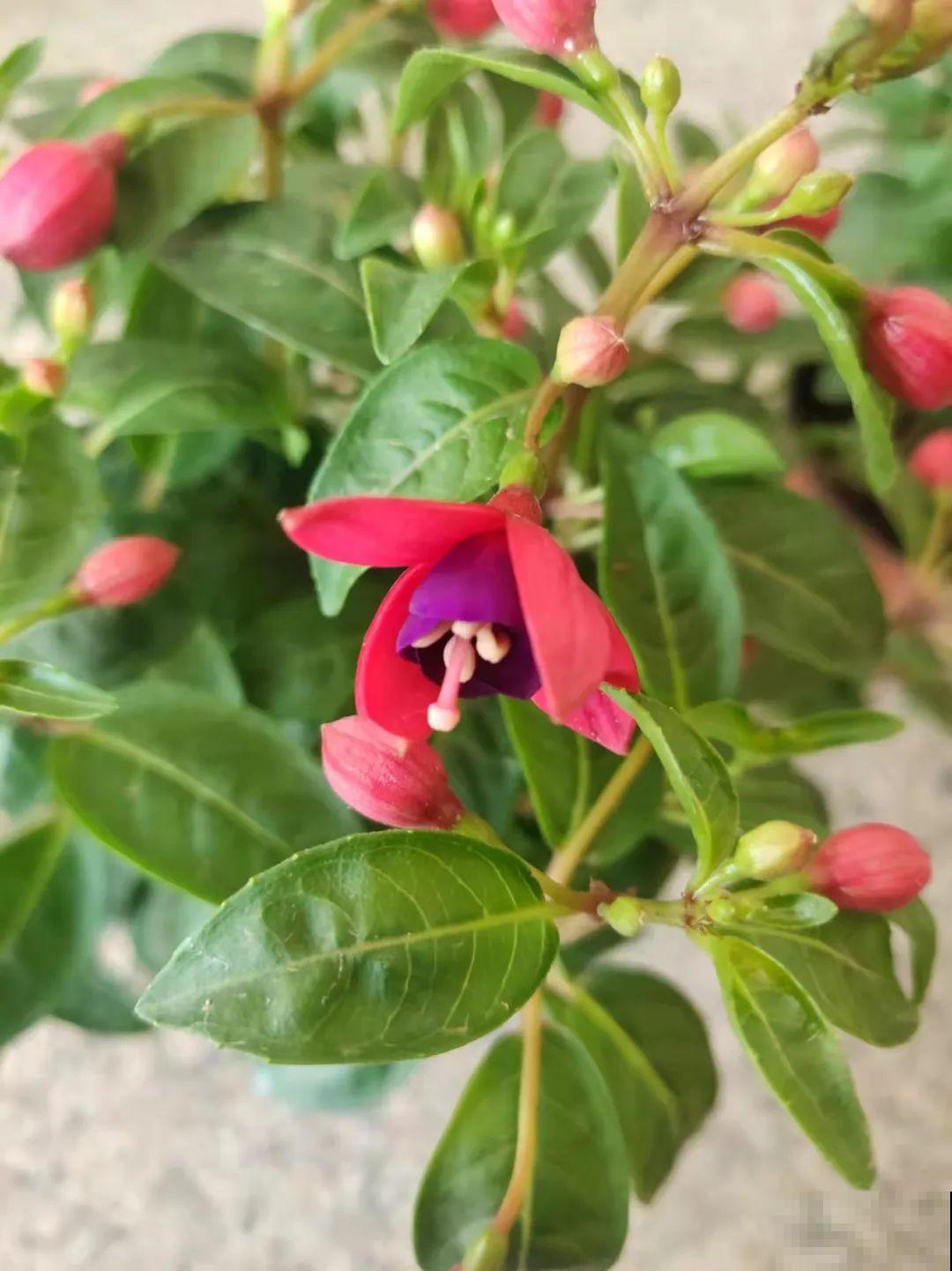 1种花春天开挂了，满盆都是小灯笼，吊起来养美翻天