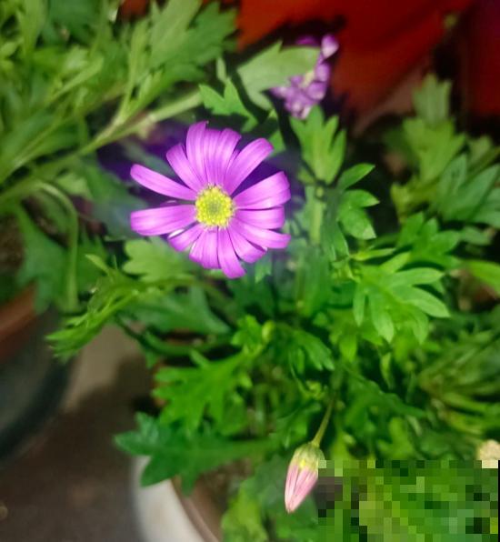 5种花正月剪一剪，下个月爆开花，好养的很