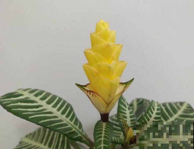 斑马绿植样子好看，家里养殖注意这5点，改善室内环境