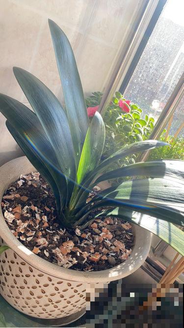 1分钟学会养君子兰，叶子又多又肥厚，远离黄叶烦恼