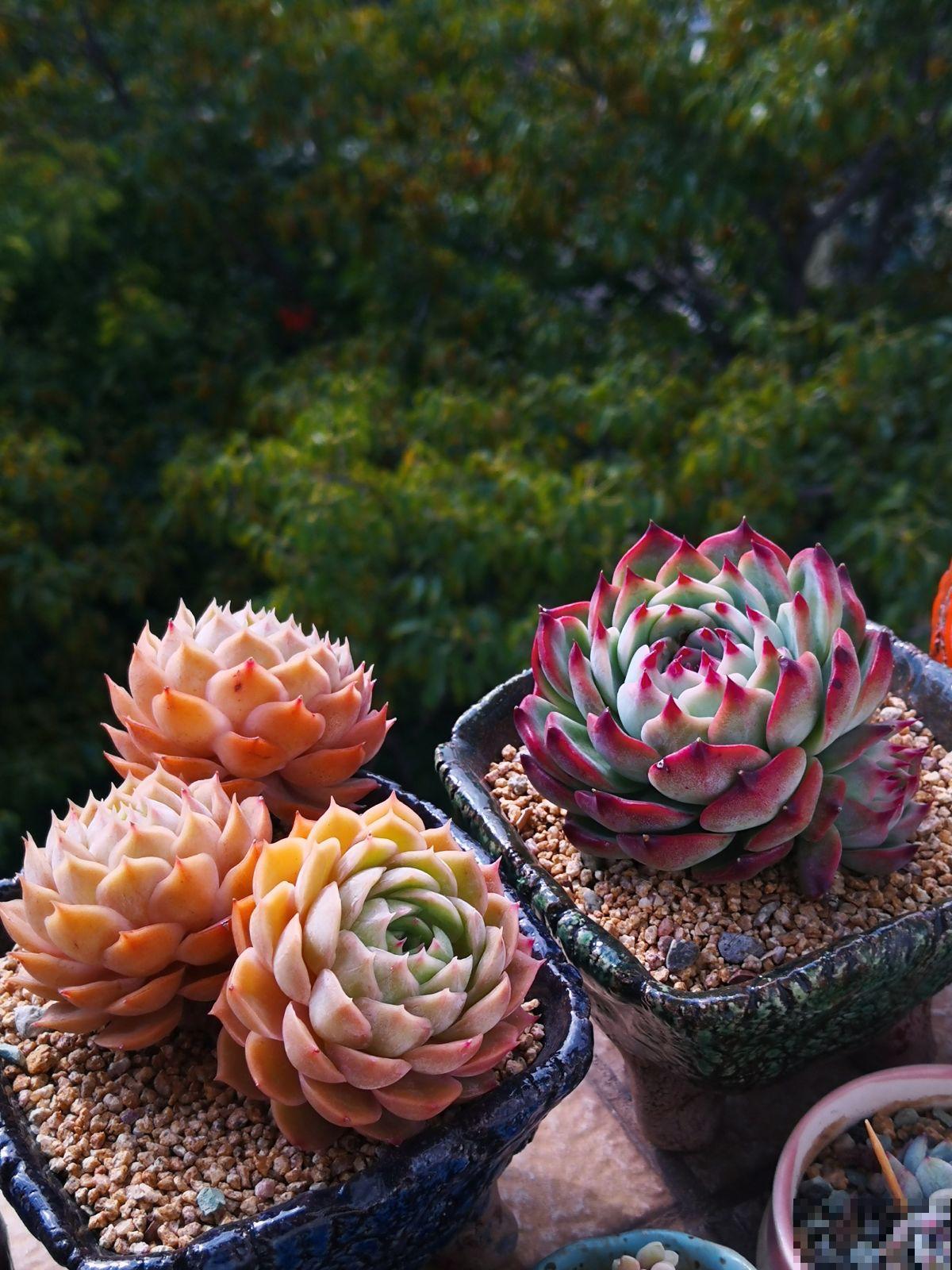 家里的多肉难养活，看看云南的多肉，不愧是“多肉天堂”