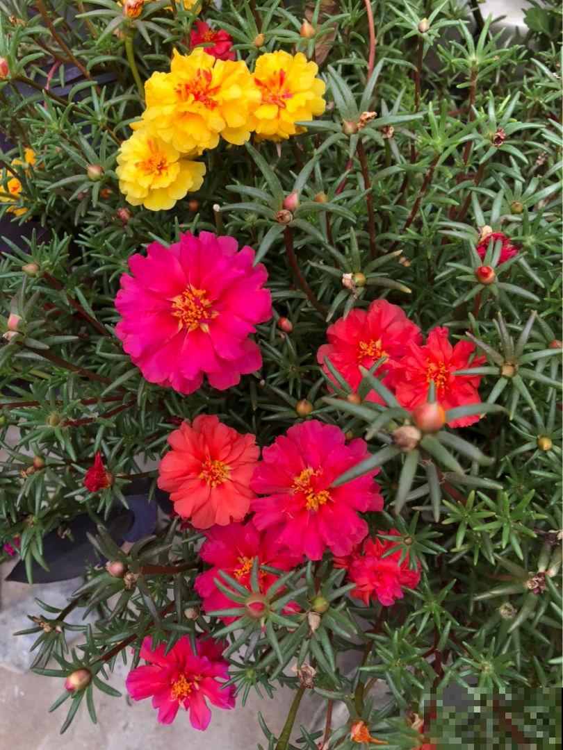 家里有庭院的,春天随便撒一把种子,就能看到五颜六色的花海 家里有庭院的,春天随便撒一把种子,就能看到五颜六色的花海