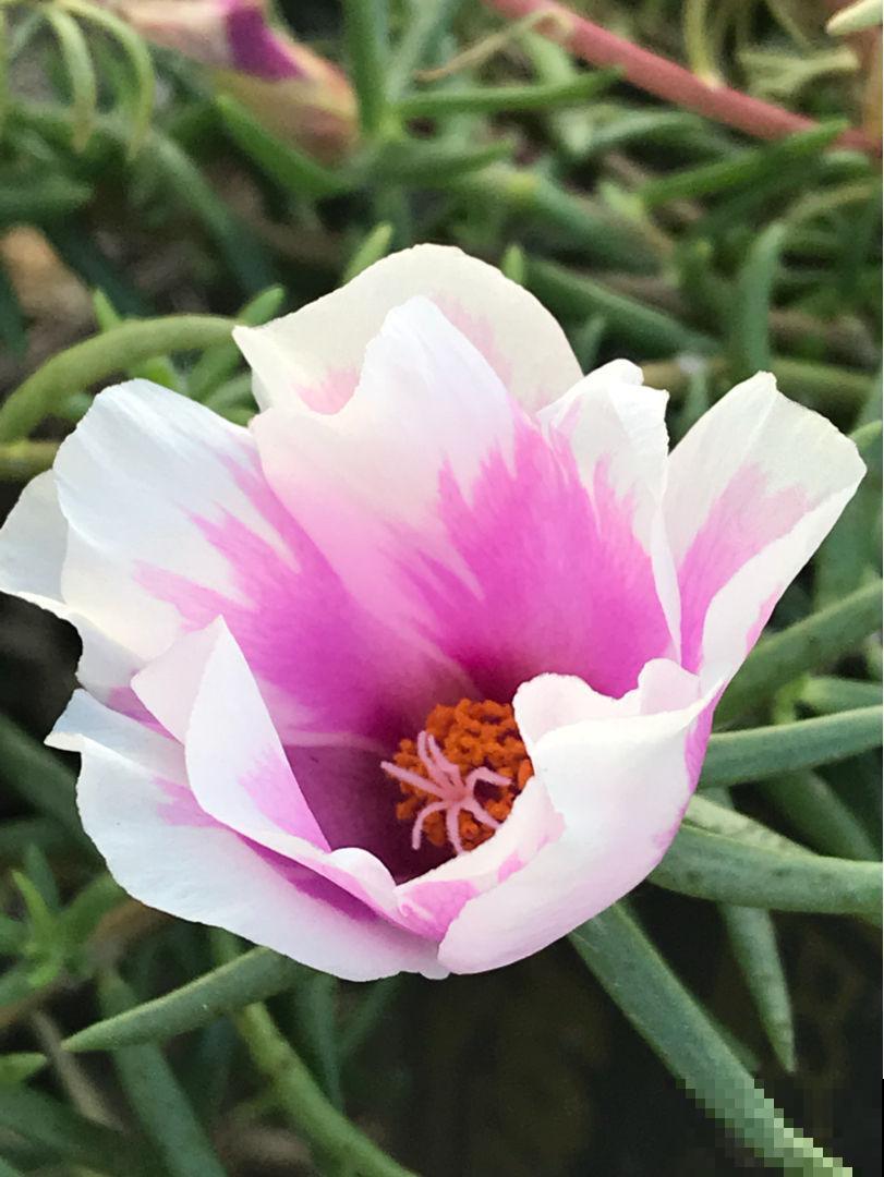 越养越上瘾的花，家里随便养一盆，四季有花看满屋香味