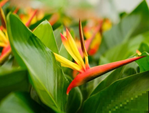 天堂鸟倒伏不要急，知道这4点，轻松解决