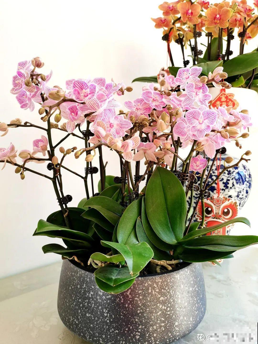 年宵花提前开败,扫兴还“不吉利”,学1招,才能延长花期! 年宵花提前开败,扫兴还“不吉利”,学1招,才能延长花期!