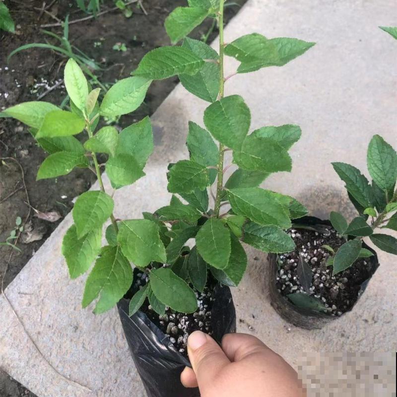 价格昂贵的北美冬青,养殖注意这3点,养护变简单 价格昂贵的北美冬青,养殖注意这3点,养护变简单