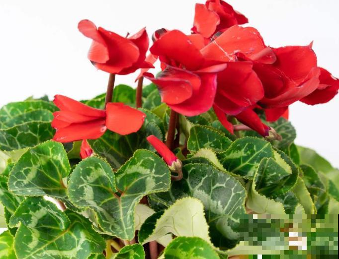 阳台党养花，可选空间太多了，小阳台也能变花海